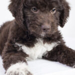 Lagotto Romagnolo Wien