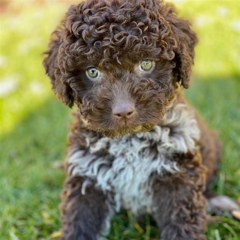 lagotto-wien-welpen-hund